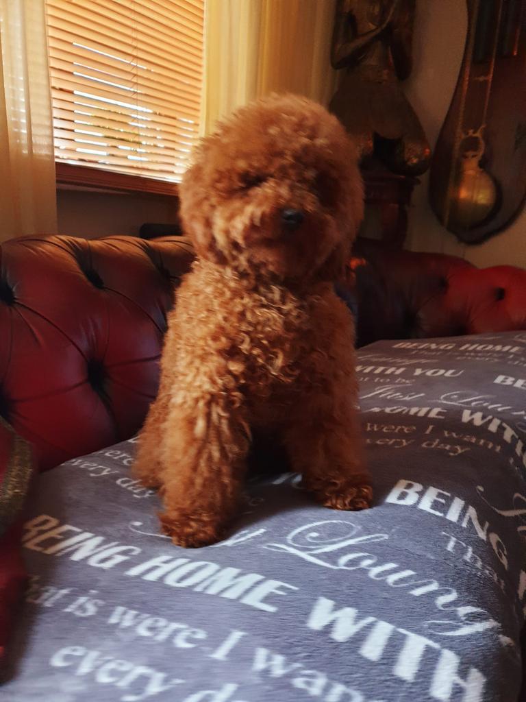 Dekreu toy poedel, Dieren en Toebehoren, Reu, 1 tot 2 jaar, Parvo, Eén hond