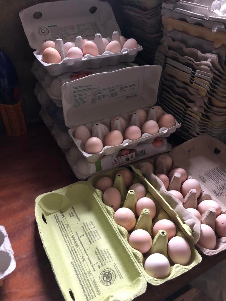 Wyandotte broedeieren kriel mix., Dieren en Toebehoren, Pluimvee, Geslacht onbekend, Kip