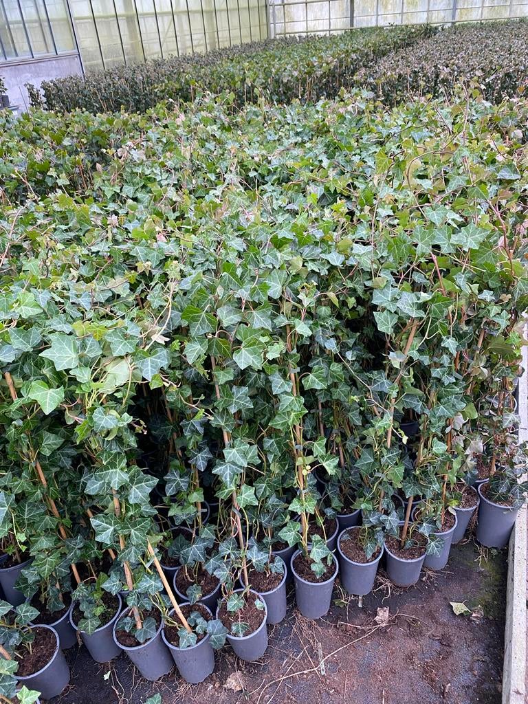 Hedera hibernica klimop 100cm - 2L pot schutting afrastering, Tuin en Terras, Planten | Tuinplanten, Vaste plant, Klimplanten