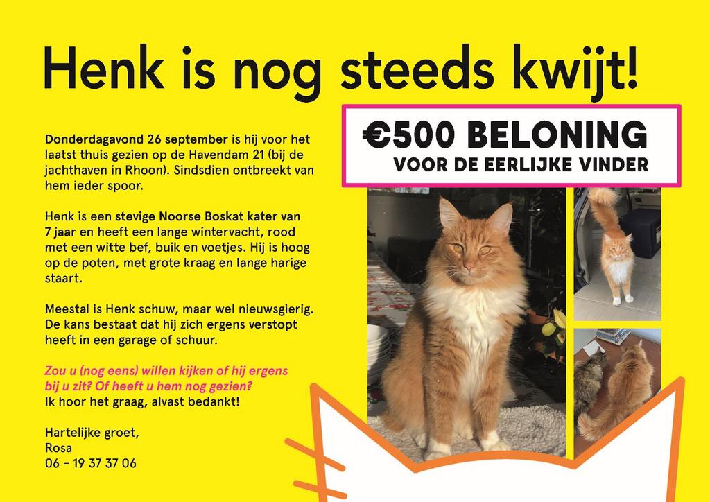 VERMIST: Henk - Noorse Boskat - Rhoon, Kater