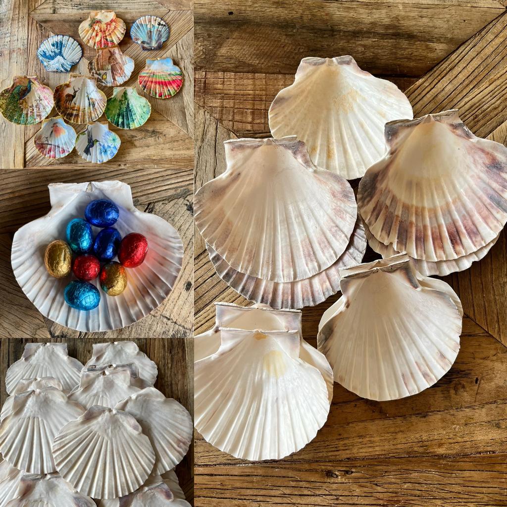 35 Grote sint jacob schelpen decoupage knustelen, Ophalen of Verzenden, Zo goed als nieuw, Overige materialen