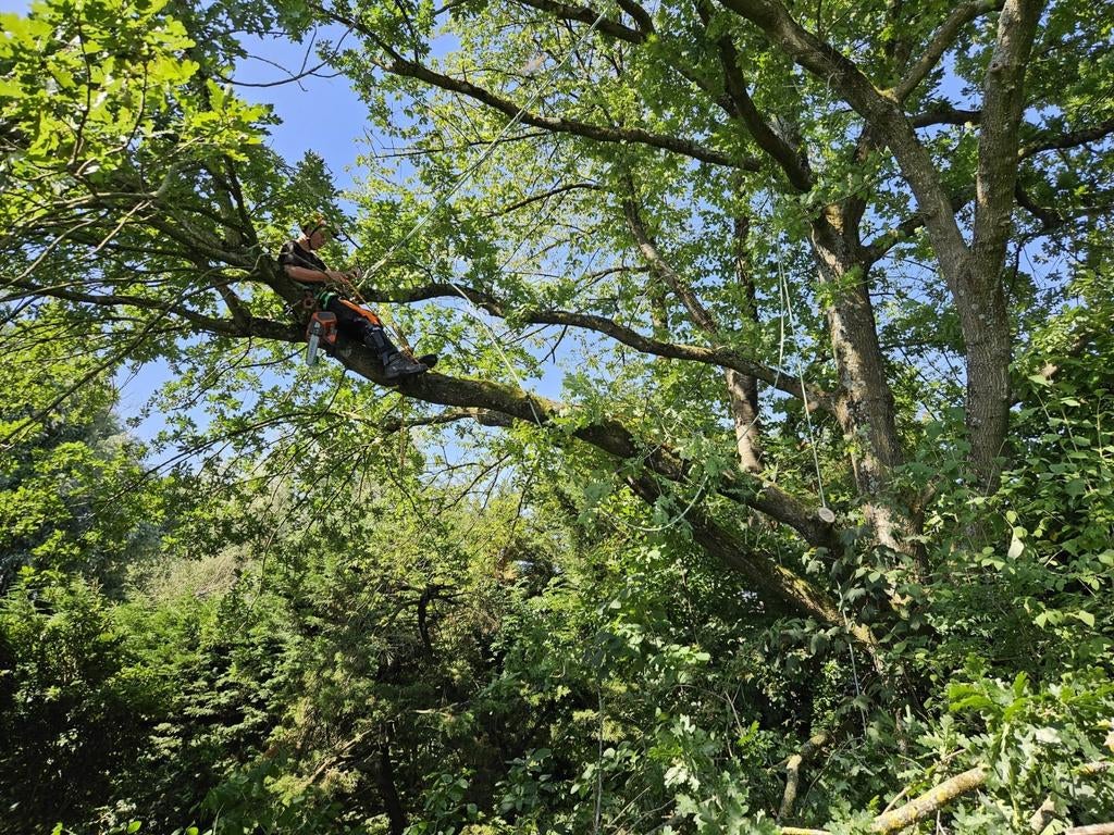 Boomverzorging bomen snoeien kappen, Tuin en Terras, Ophalen, Volle zon, Overige soorten, 400 cm of meer