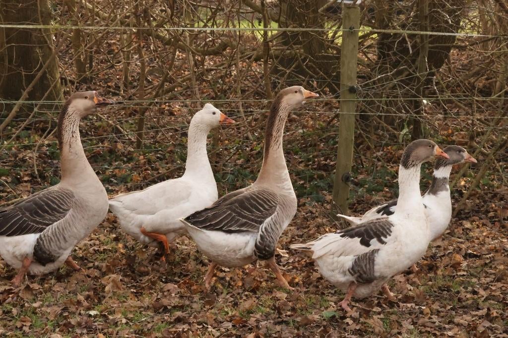 Ganzen, Dieren en Toebehoren, Pluimvee, Meerdere dieren, Gans of Zwaan