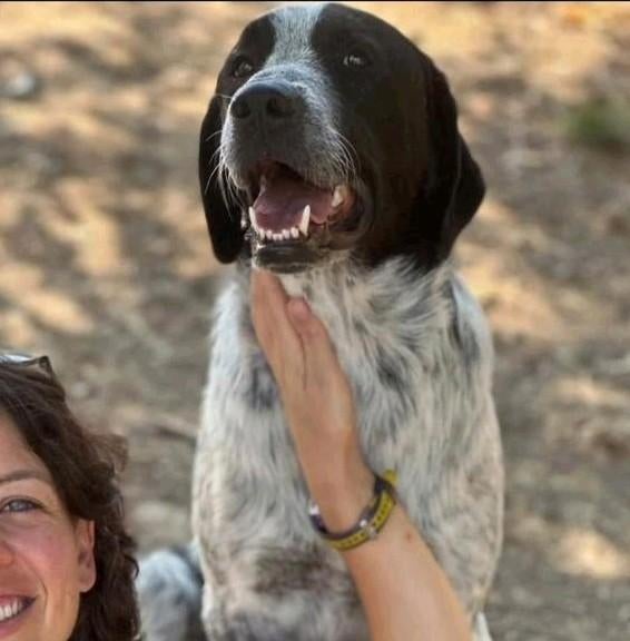 Chrisje zoekt een gouden mand, Dieren en Toebehoren, Particulier, 15 weken tot 1 jaar, Reu, Buitenland