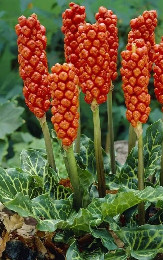Arum italicum (Italiaanse aronskelk), Ophalen, Overige soorten