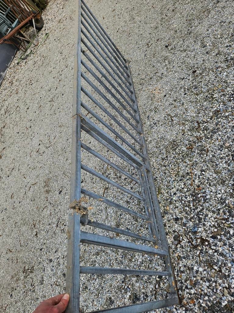 Hekjes voor geiten of schapen teab, Dieren en Toebehoren, Vrouwelijk, Schaap