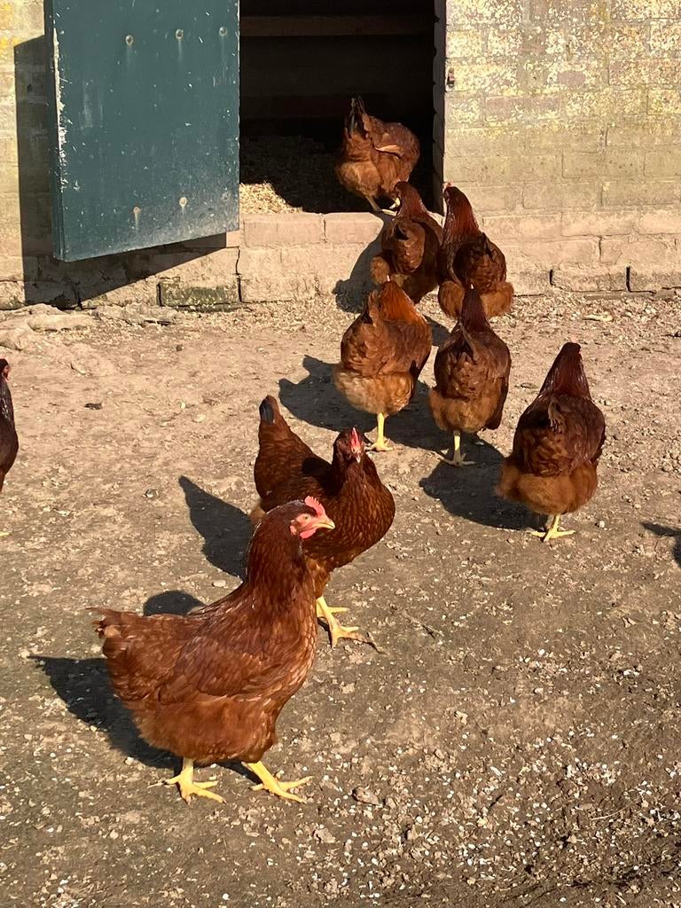Rhode Island Red Broedeieren, Dieren en Toebehoren, Pluimvee, Geslacht onbekend, Kip