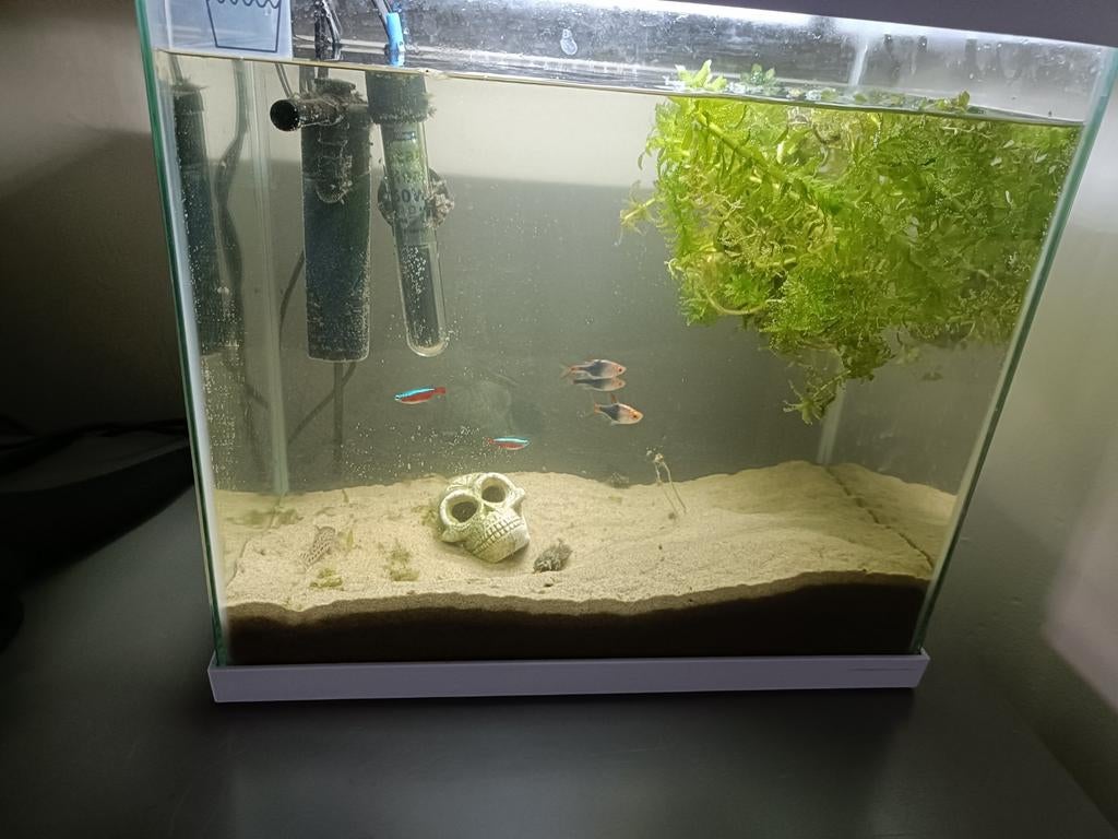 Leuk aquarium met visjes, Dieren en Toebehoren