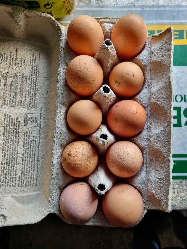 Broedeieren Bielefelder, Geslacht onbekend, Kip