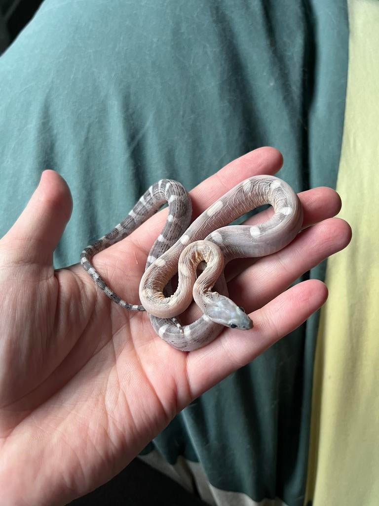 Scaleless Anery het. Hypo Motley Korenslang, Dieren en Toebehoren, Reptielen en Amfibieën, Slang, 0 tot 2 jaar