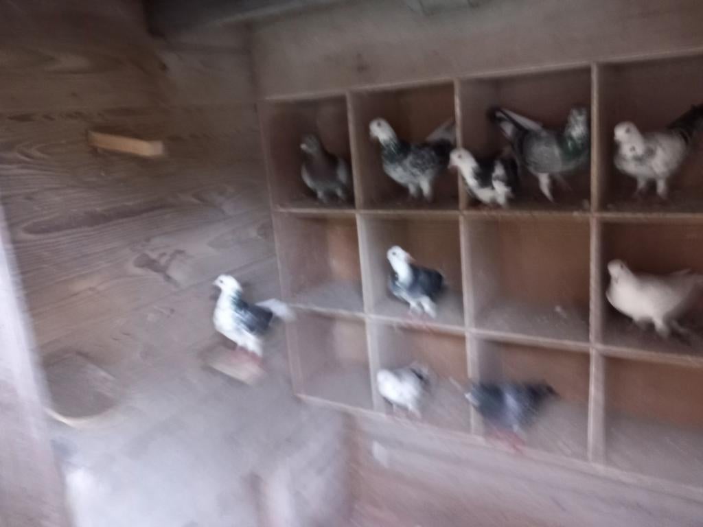 Duiven, Meerdere dieren, Tuimelaar of Roller