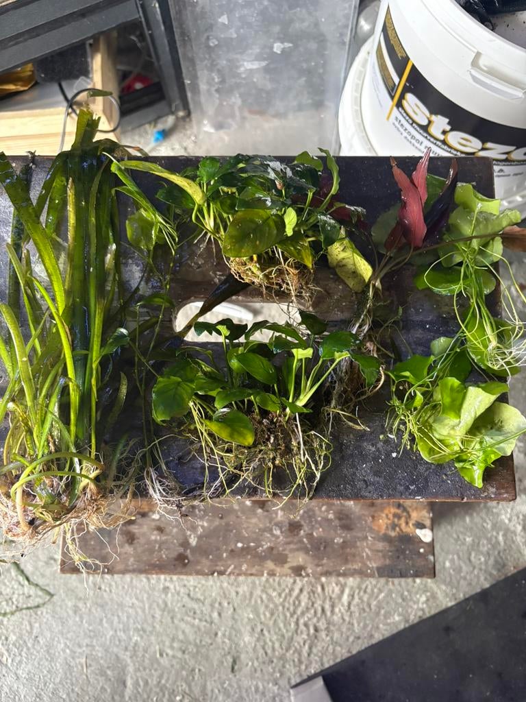 Plantenpakket aquarium, Dieren en Toebehoren, Ophalen, Zo goed als nieuw, Plant(en), Steen of Hout