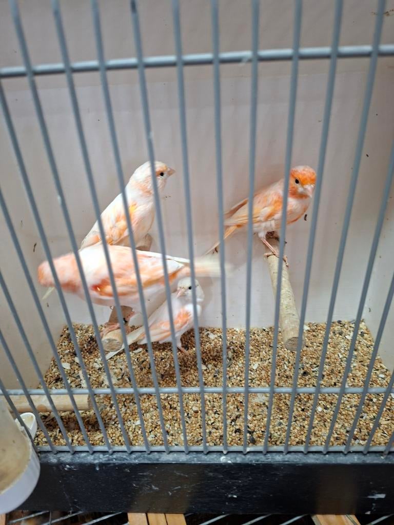 2 mooi koppels rood mozaïek kanaries, Meerdere dieren, Kleurkanarie