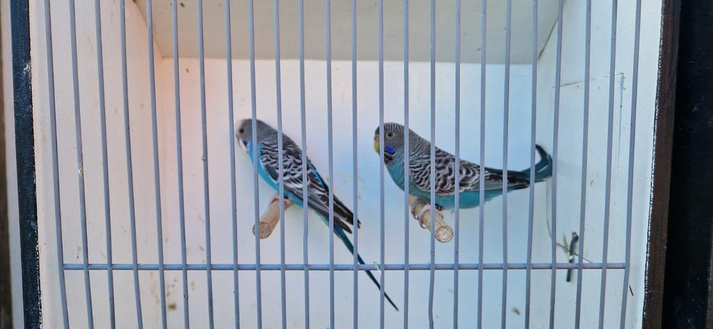 Grasparkieten blackface x split blackface, Meerdere dieren, Parkiet