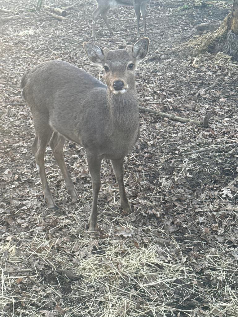 Sika Hert Bokje, Juli, Mannelijk