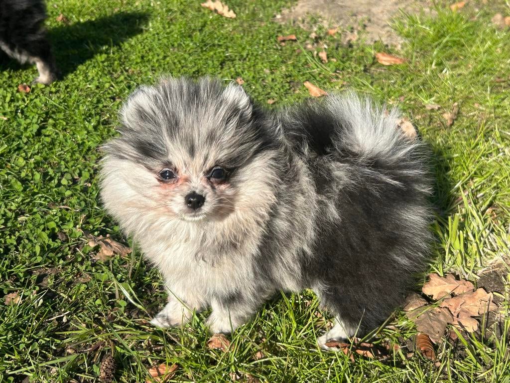 Pommeriaan dwergkeeshond, Parvo, België, Particulier, 8 tot 15 weken