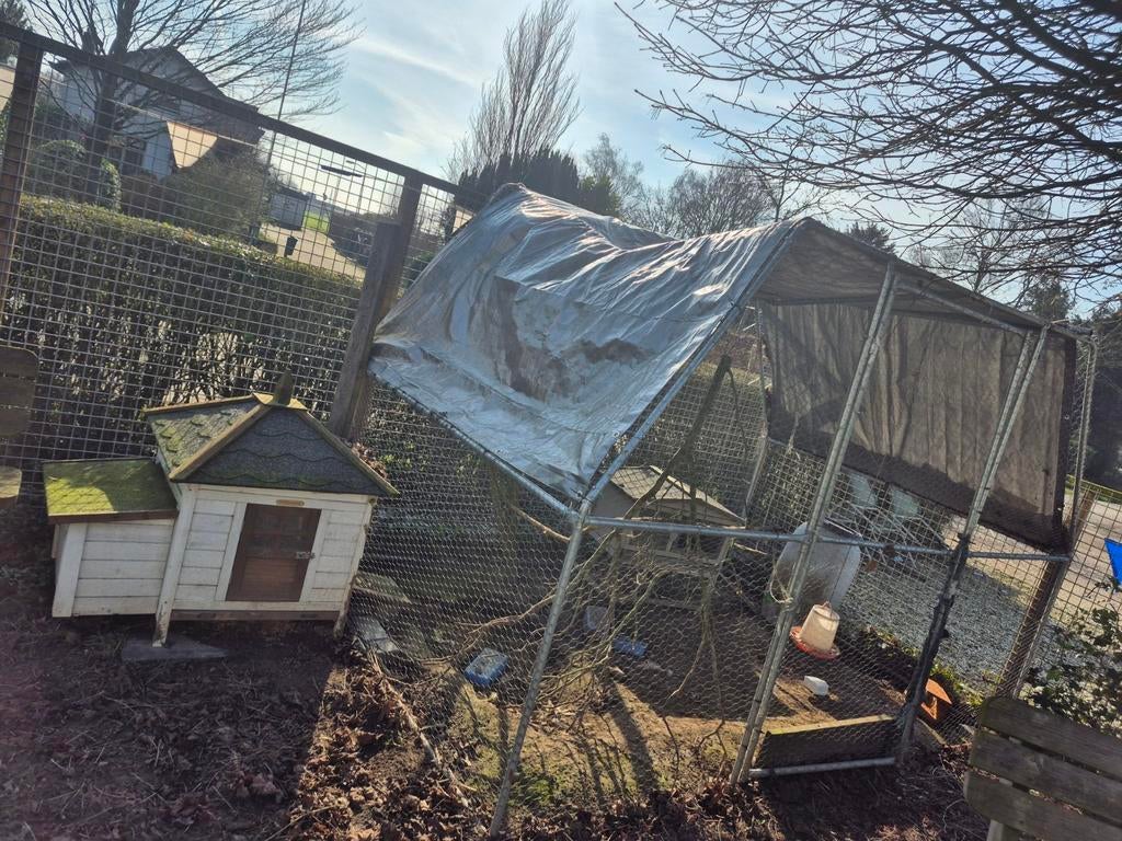 Kippenren met twee nachthokken, Dieren en Toebehoren, Mannelijk, Kip