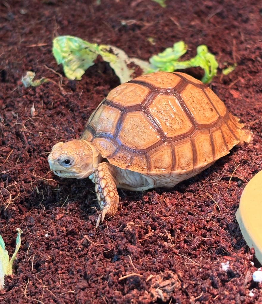 Baby sulceta. Lees goed de beschrijving., Dieren en Toebehoren, Reptielen en Amfibieën, Schildpad, 0 tot 2 jaar