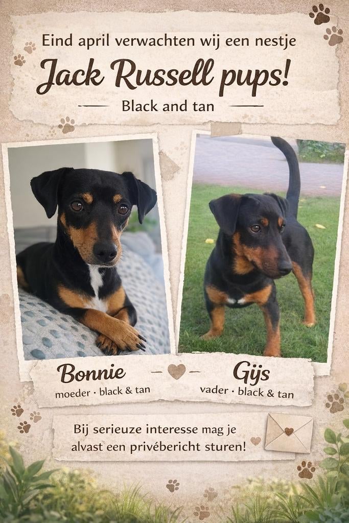 Jack russel black and tan verwacht, Ophalen of Verzenden