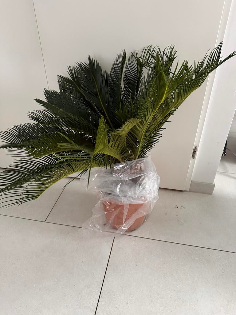Cycas Revoluta palm, Palm, In pot, Minder dan 100 cm, Groene kamerplant
