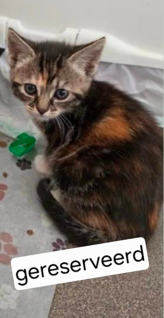 Gereserveerd. Lieve kittens nog 2 poesjes en 2 katertjes, Dieren en Toebehoren, Katten en Kittens | Overige Katten, Meerdere dieren