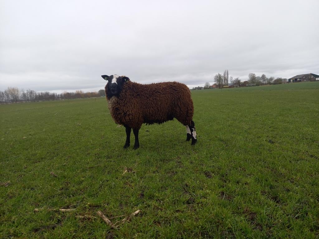 Mooie dekrammen te koop, Dieren en Toebehoren, Schapen, Geiten en Varkens, Mannelijk, Schaap