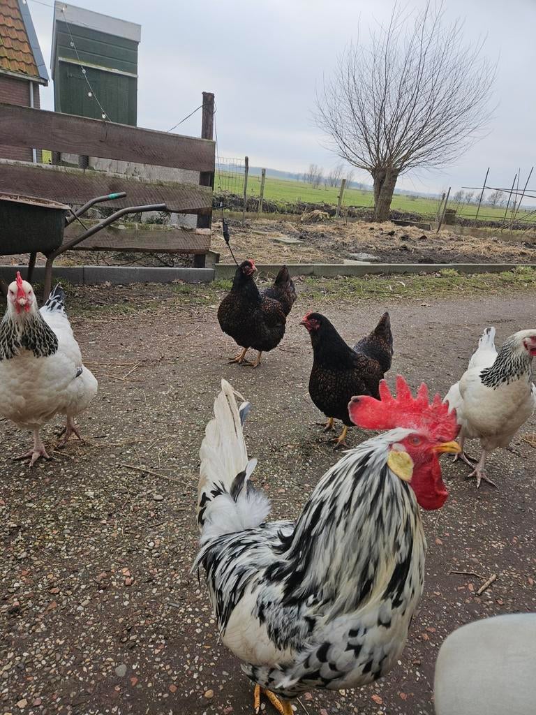 Broedeieren boerenmix, Dieren en Toebehoren, Pluimvee, Geslacht onbekend, Kip