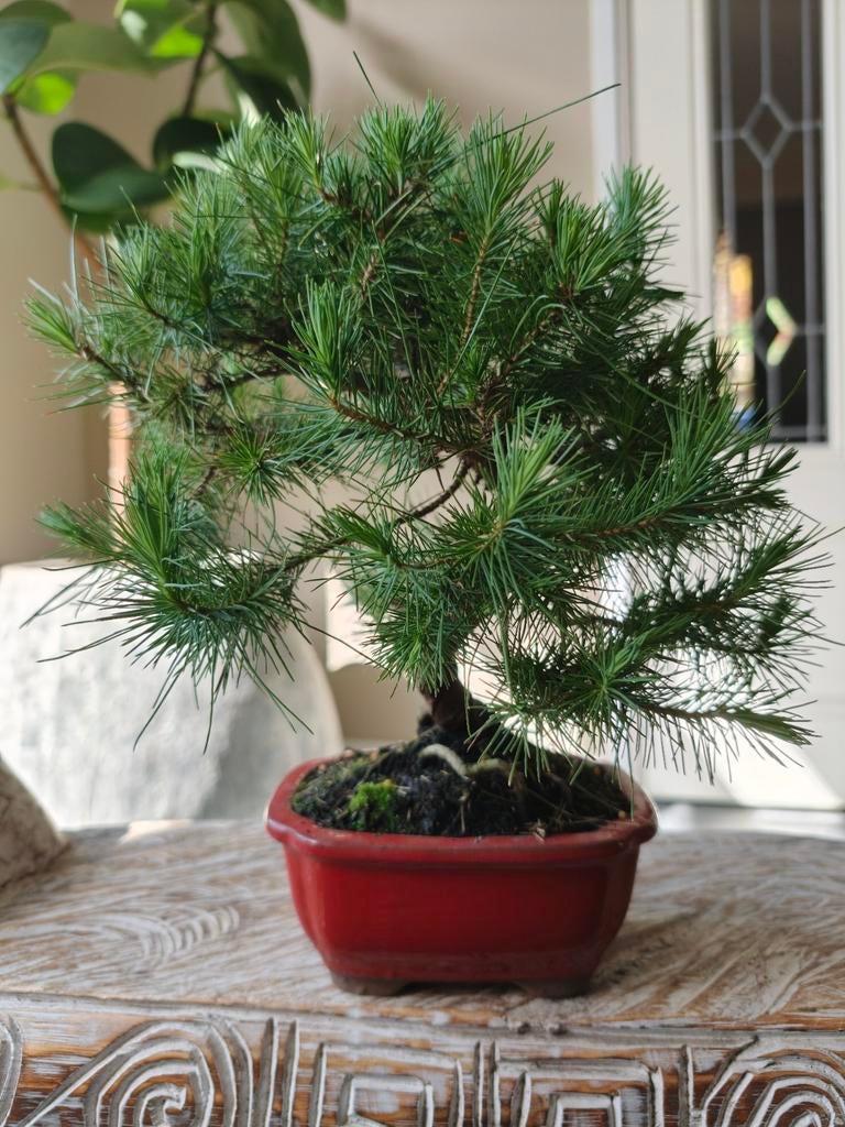 Pinus Halepensis Bonsai, Tuin en Terras, Planten | Bomen, Bloeit niet, Halfschaduw, Minder dan 100 cm, Overige soorten
