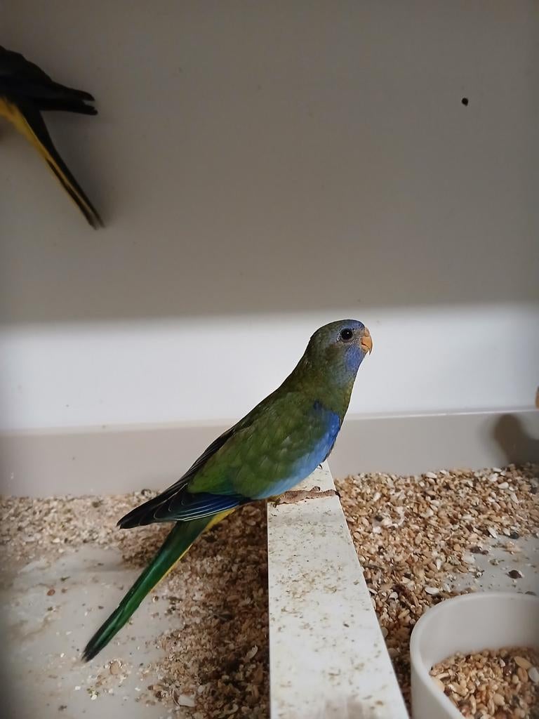 Splendid parkiet poppen 2025 Limburg België, Vrouwelijk, Parkiet, Geringd