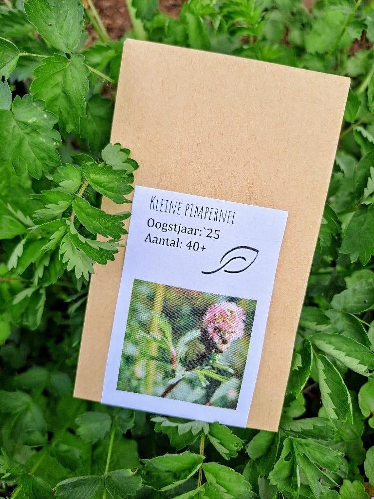 Bio zaden kleine pimpernel (inheems, meerjarig, eetbaar), Ophalen of Verzenden, Gehele jaar, Volle zon, Zaad