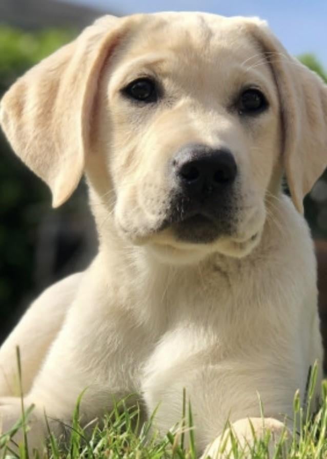 Labrador pups verwacht - met Stamboom, Ophalen, Nieuw