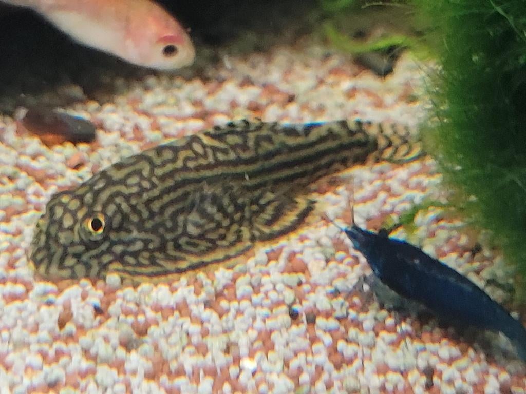 Hobbyaquarium  Sewellia Lineolata / Tijger Gastromyson, Dieren en Toebehoren, Vissen | Aquariumvissen, Zoetwatervis, Vis, Schoolvis