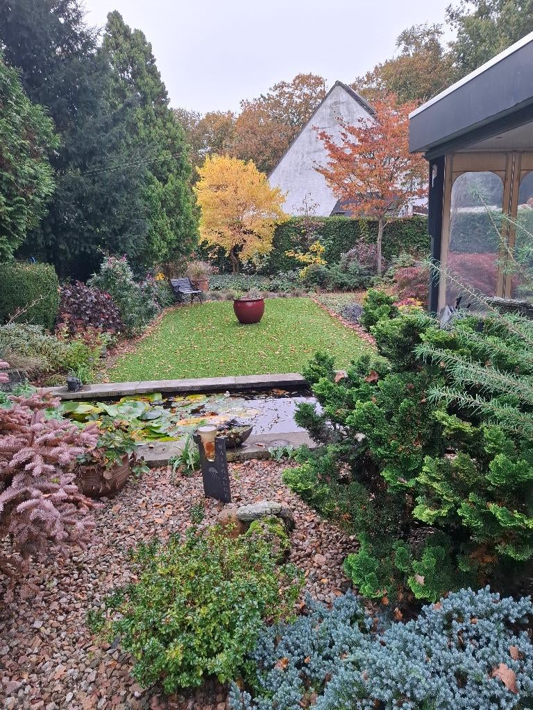 vijver lelie, Ophalen, Gebruikt, Overige typen