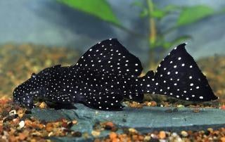 L-Nummers: L240 Leporacanthicus cf. galaxias, Dieren en Toebehoren, Vis, Zoetwatervis