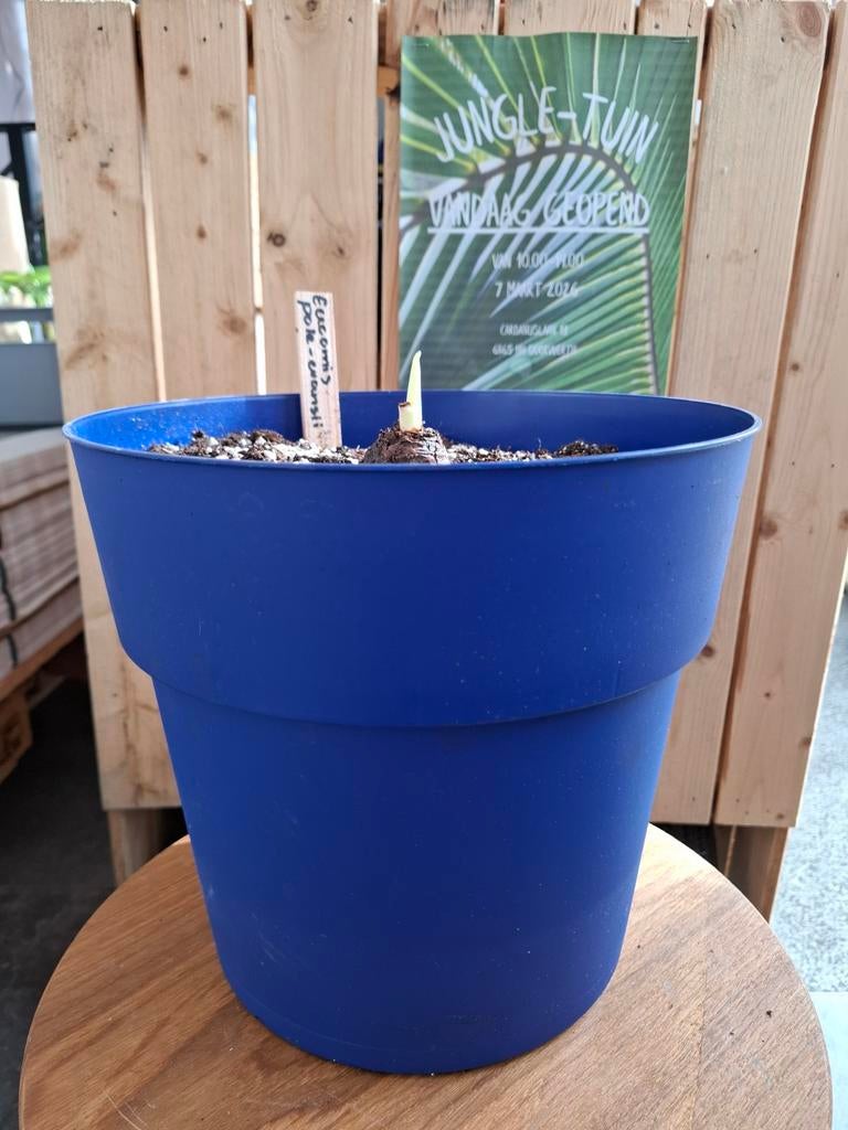 Eucomis pole-evansii, Ophalen of Verzenden, Overige soorten