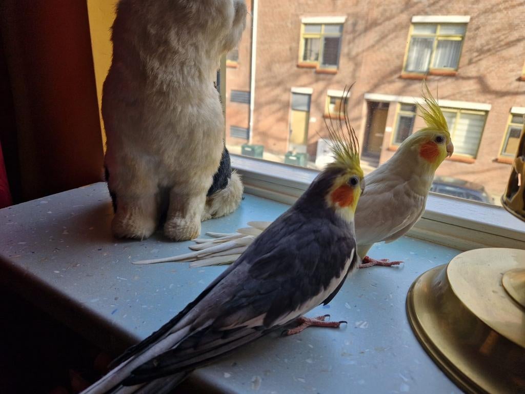 Valkparkieten, Meerdere dieren, Parkiet