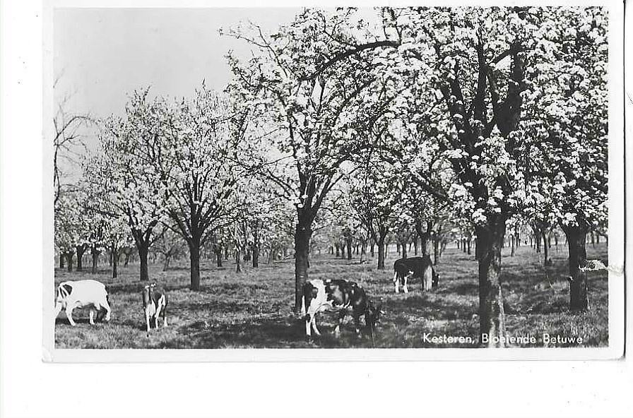 Kesteren, Ophalen of Verzenden, 1940 tot 1960, Gelopen, Gelderland
