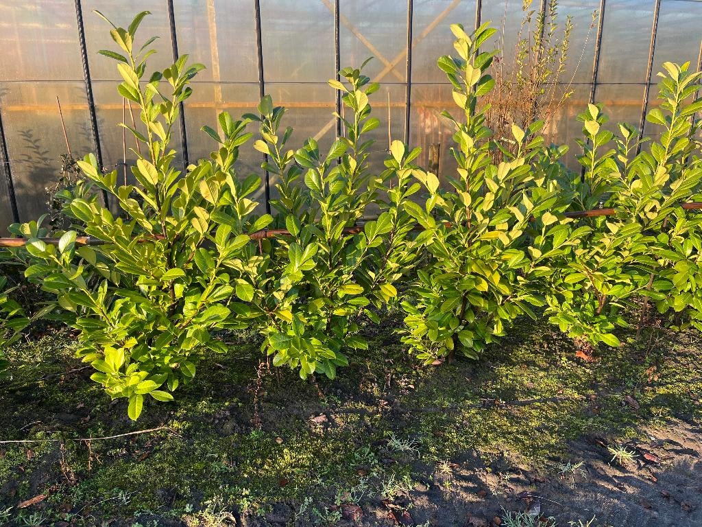 laurier, Ophalen, Laurier, Struik, 100 tot 250 cm