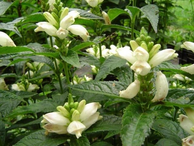 Zaden Chelone obliqua alba, Verzenden, Volle zon