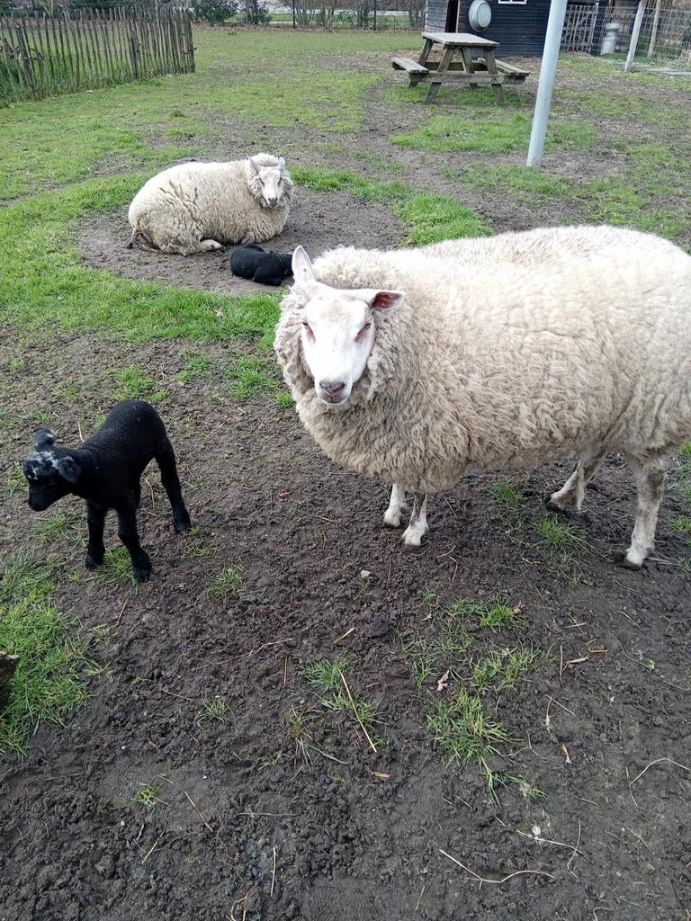 2 ooien met lam, bonte dekbok, Meerdere dieren, Schaap