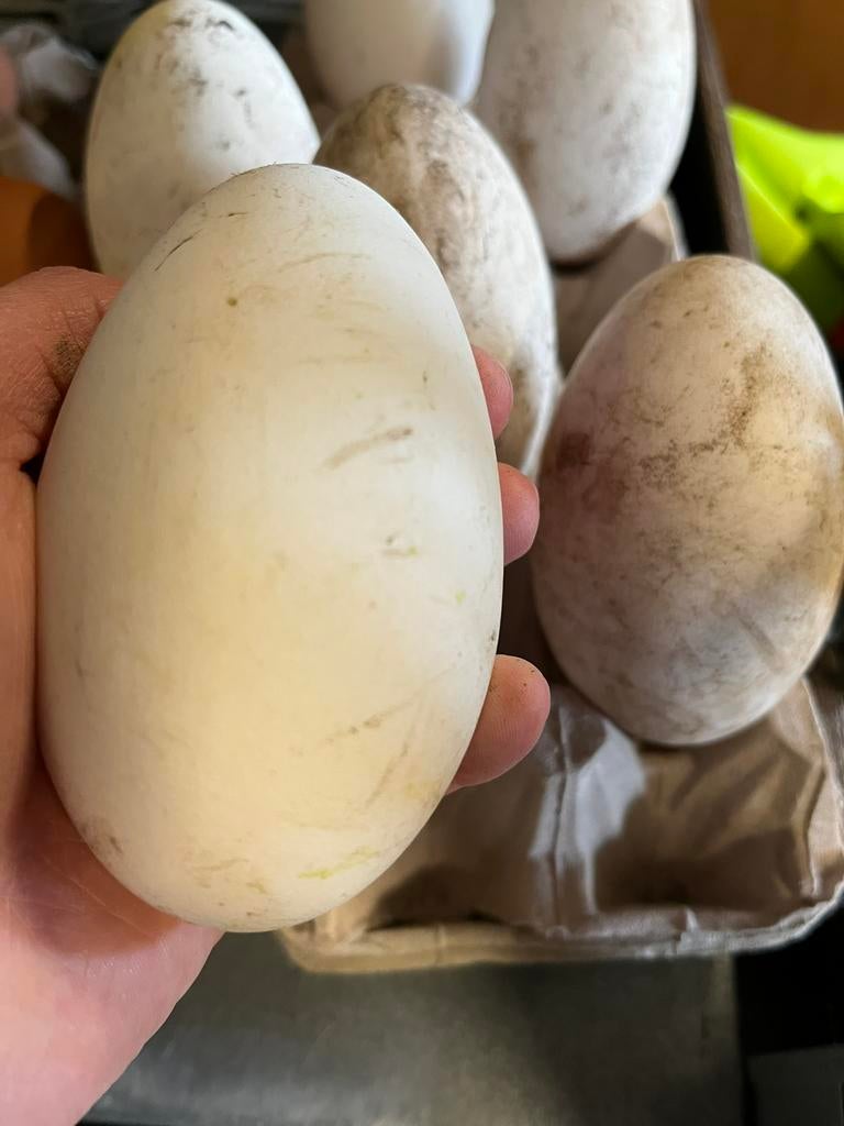 Ganzeneieren kok of fok, Geslacht onbekend, Gans of Zwaan