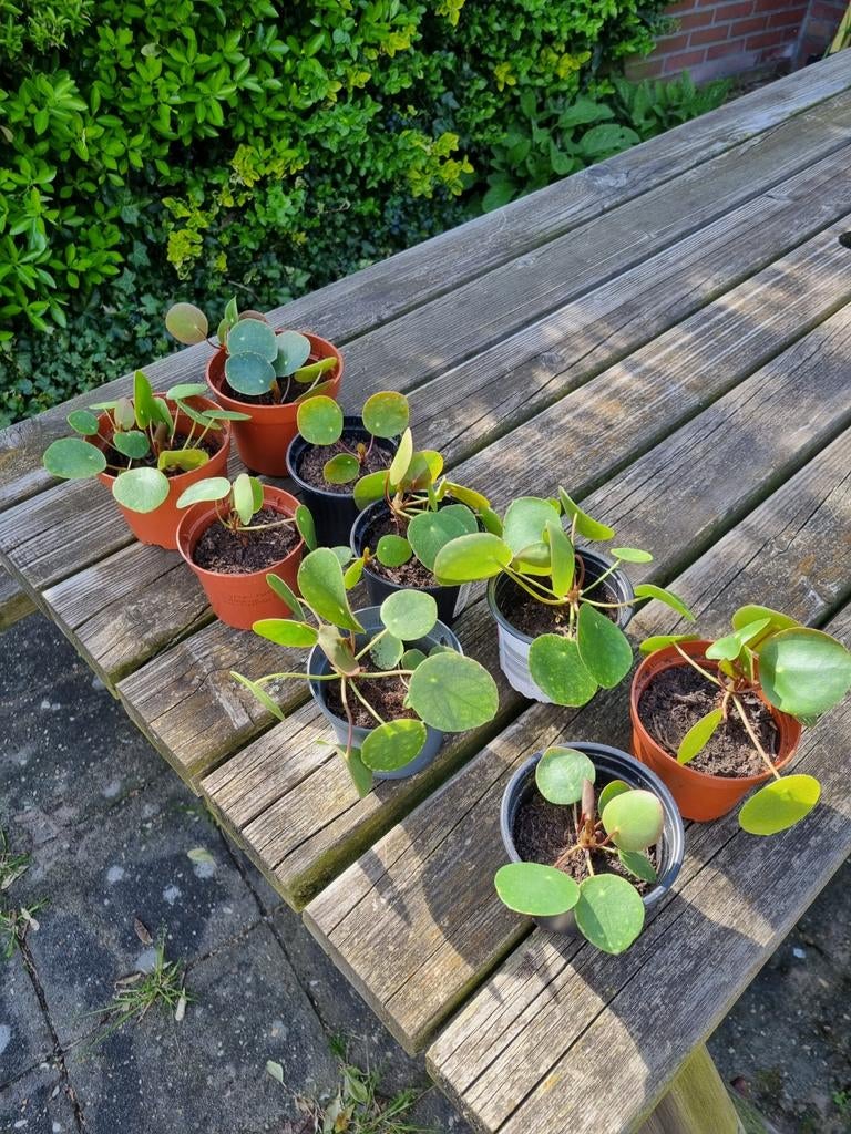9 stekjes pannenkoekplanten, Ophalen, Overige soorten, Volle zon