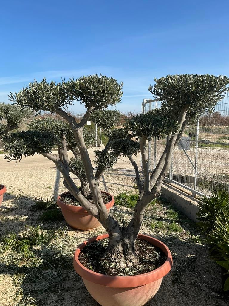 Olijfboom pon pon, Tuin en Terras, Planten | Bomen, Bloeit niet, 100 tot 250 cm, Olijfboom, Ophalen