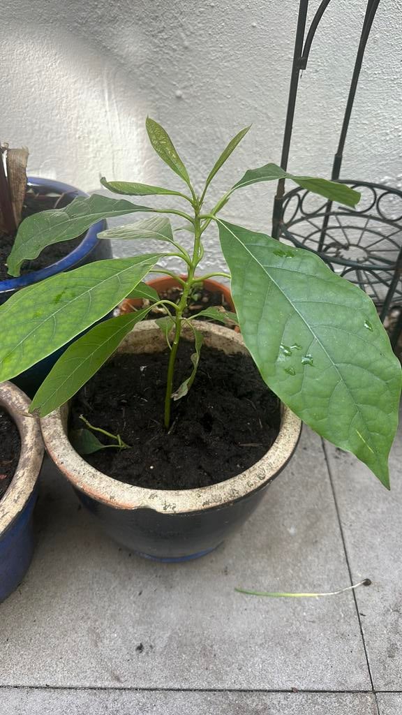 Avocado plant ZONDER POT, Ophalen, Fruitplant, Halfschaduw, Minder dan 100 cm