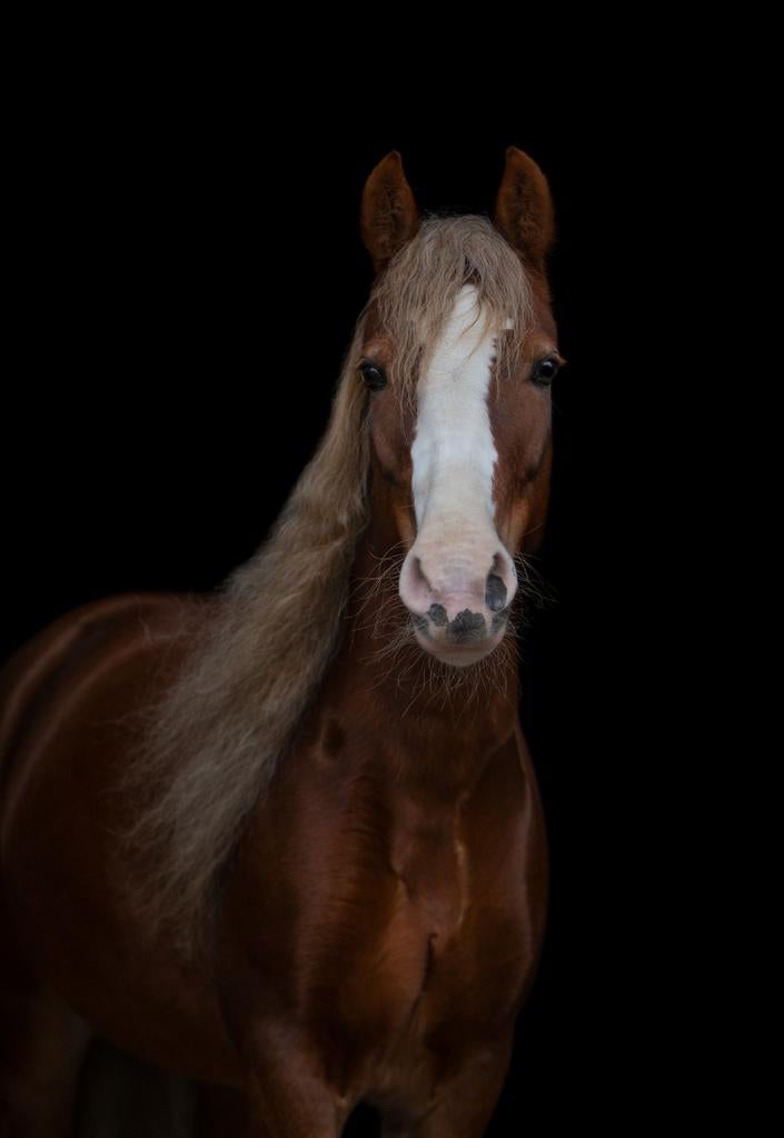 Welsh pony 7 jaar, Dieren en Toebehoren, Paarden, Minder dan 160 cm, B, 7 tot 10 jaar, Recreatiepaard