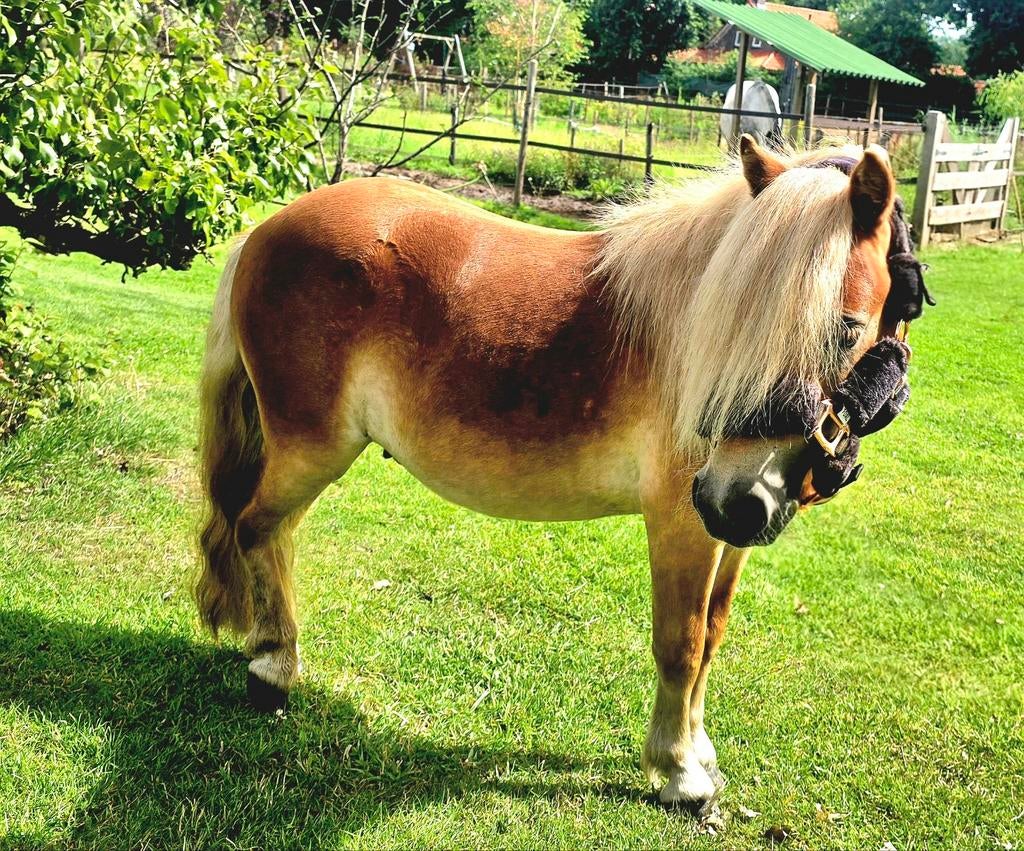 2 leuke pony hengsten (1 en 3 jr), Dieren en Toebehoren, Pony's, Meerdere dieren, A pony (tot 1.17m), Met stamboom, 0 tot 2 jaar