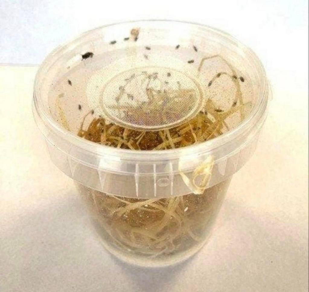 Voedseldieren levend en diepvries, Dieren en Toebehoren, Ophalen, Nieuw