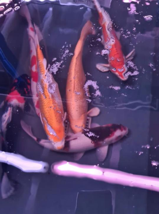 Import HQ Handpick koi - ca 50 cm - Koidream Valburg, Karper of Koi