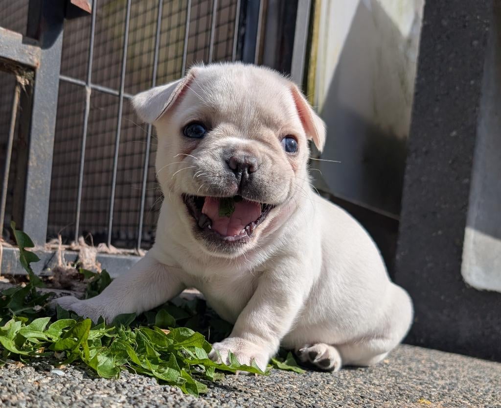 franse bulldog teefje, stamboom, garantie, verzekering, Parvo, 8 tot 15 weken, Teef, Bulldog