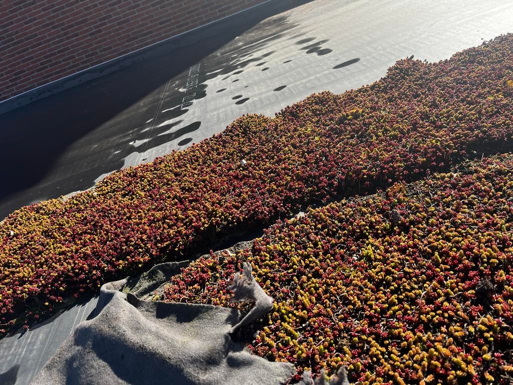 Sedum mat, Ophalen, Bodembedekkers, Volle zon, Vaste plant